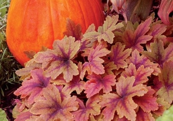 Heucherella hybrida Sweet Tea