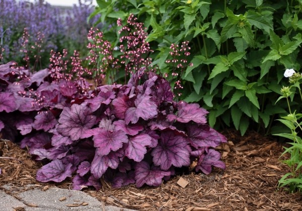 Heuchera hybrida Wild Rose