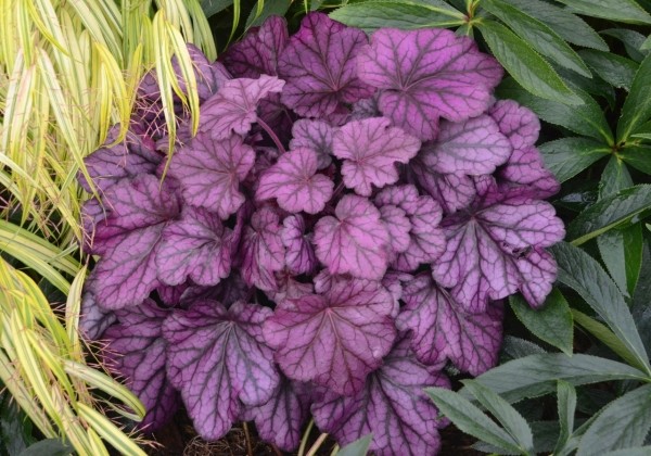 Heuchera hybrida Wild Rose