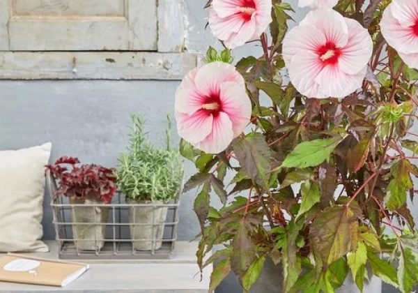 Hibiscus moscheutos Pink Candy