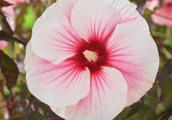 Hibiscus moscheutos Pink Candy