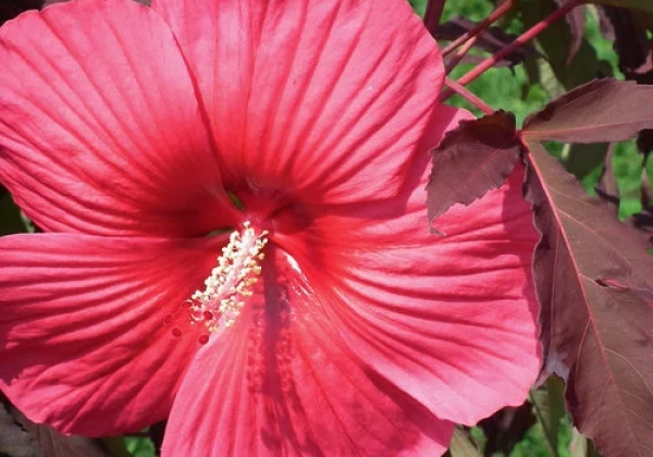 Hibiscus moscheutos Pink Passion