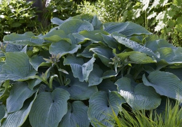 Hosta Blue Angel