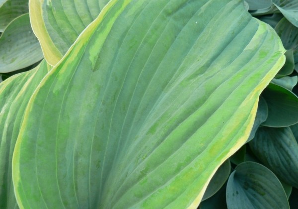Hosta Earth Angel