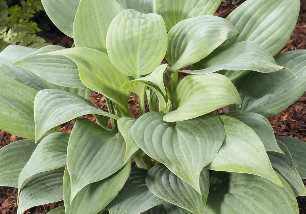 Hosta Fragrant Blue