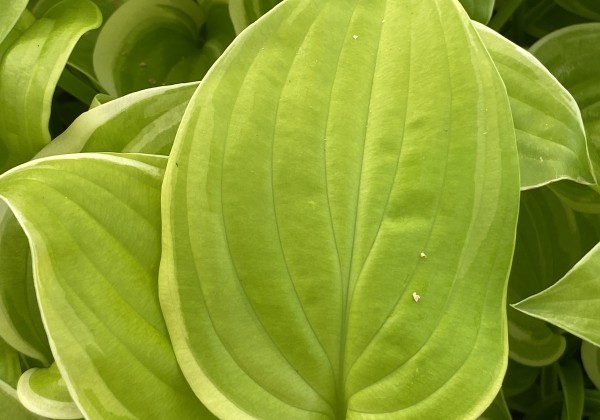 Hosta Fragrant Bouquet