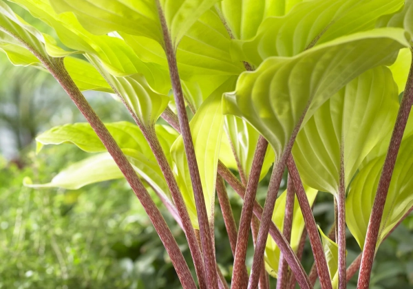 Hosta Fire Island