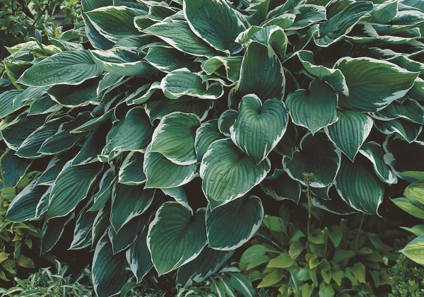 Hosta Francee