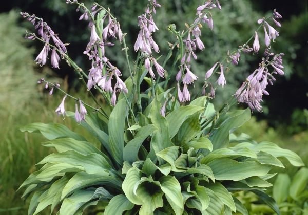 Hosta Krossa Regal