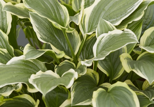 Hosta So Sweet