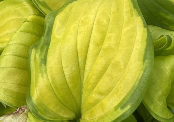 Hosta Stained Glass