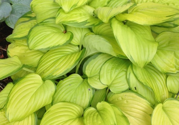 Hosta Stained Glass