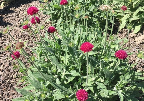 Knautia Green Lightning