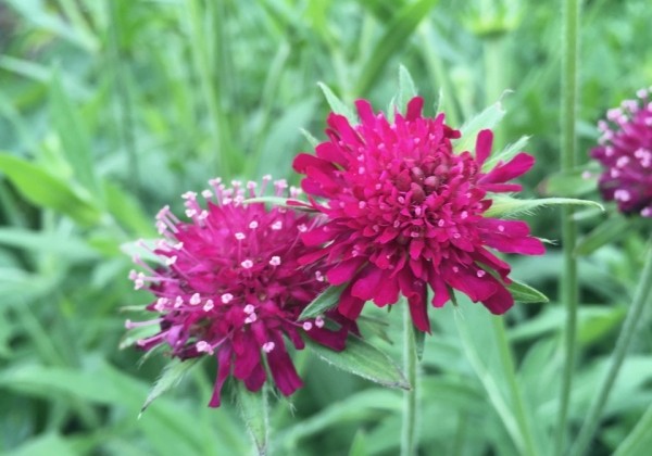 Knautia Green Lightning