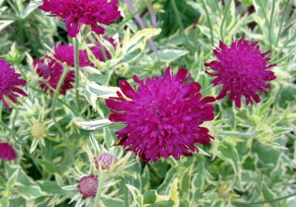 Knautia Thunder & Lightning