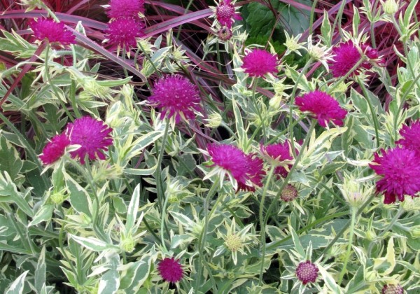 Knautia Thunder & Lightning