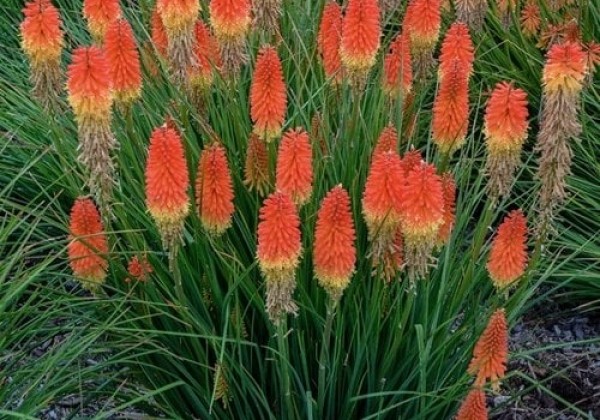 Kniphofia uvaria  Pyromania Backdraft