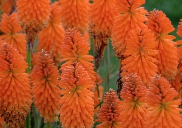 Kniphofia uvaria  Orange Blaze