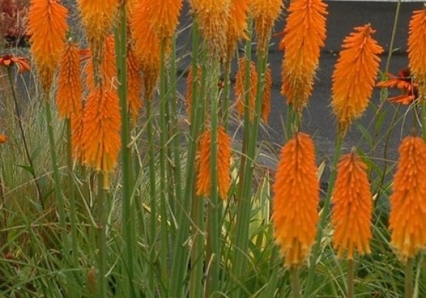 Kniphofia uvaria  Mango Popsicle