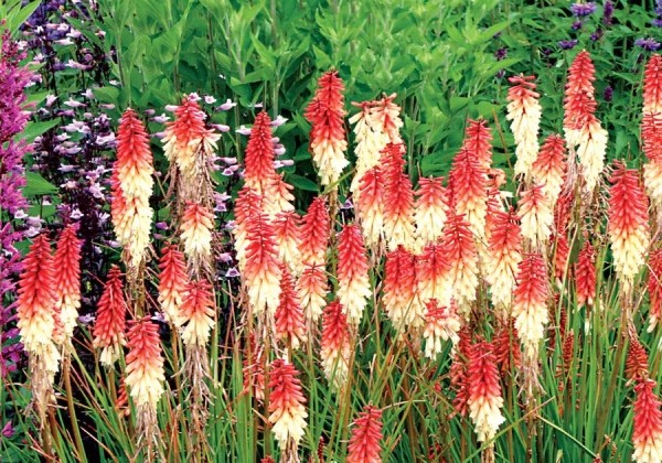 Kniphofia uvaria Orange Vanilla Popsicle