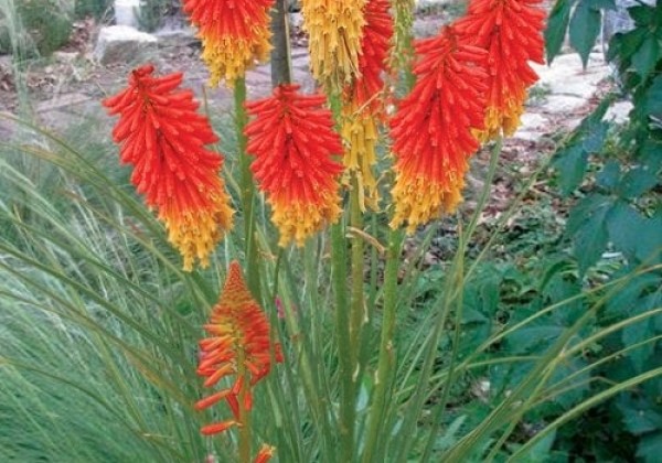 Kniphofia uvaria  Papaya Popsicle
