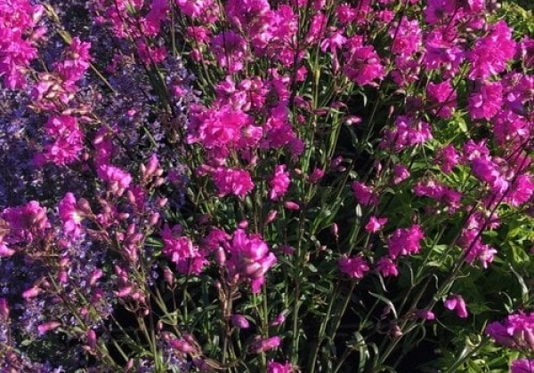Lychnis viscaria Plena