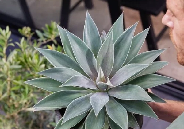 Mangave hybrida Lavender Lady