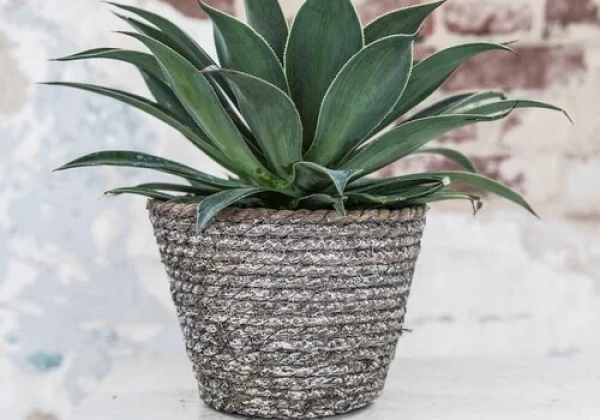 Mangave hybrida Lavender Lady