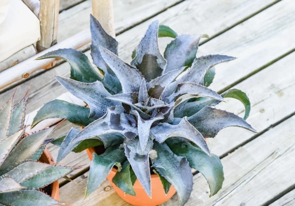 Mangave hybrida Night Owl