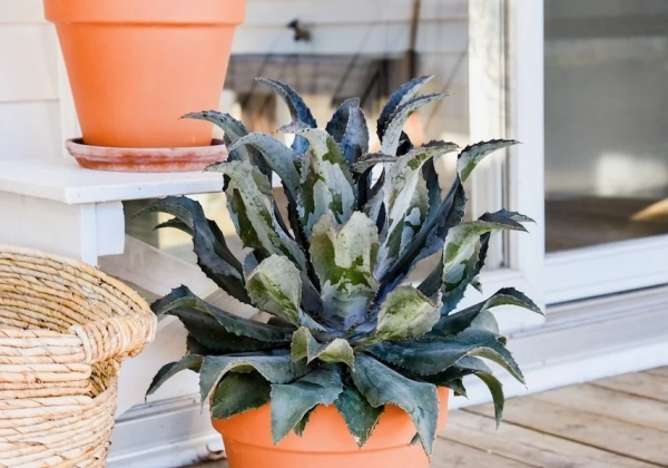 Mangave hybrida Night Owl