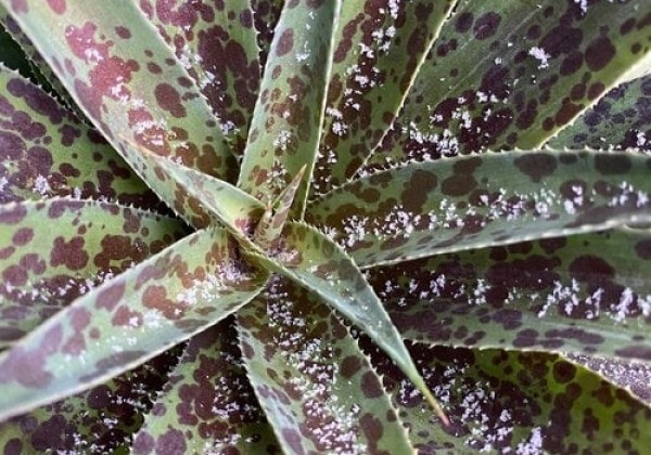 Mangave hybrida Pineapple Express