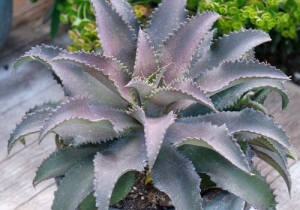 Mangave hybrida Silver Fox