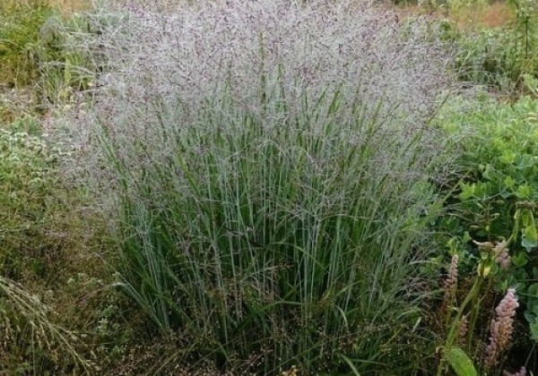 Panicum virgatum Purple Tears