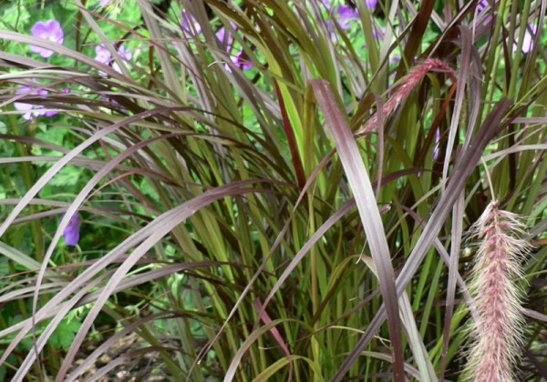 Pennisetum Summer Samba