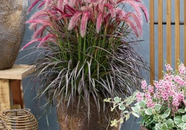 Pennisetum advena Tiny Tails