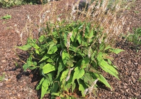 Persicaria amplexicaulis Alba Junior