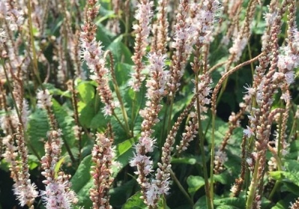Persicaria amplexicaulis Alba Junior