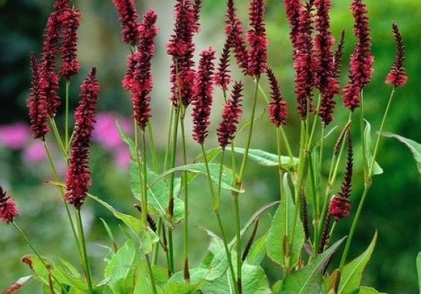 Persicaria amplexicaulis Blackfield