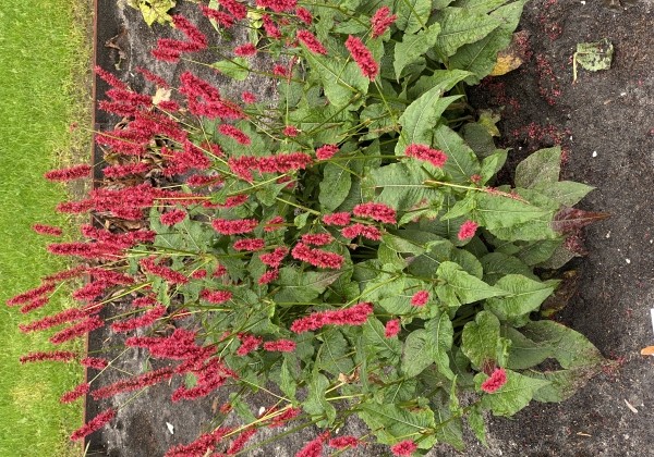 Persicaria amplexicaulis Bonfire