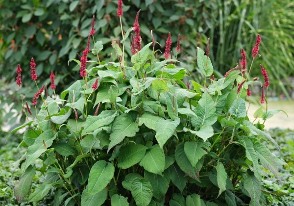Persicaria amplexicaulis Bonfire