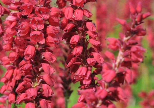Persicaria amplexicaulis JS Caliente