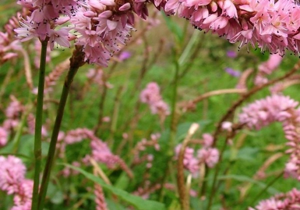 Persicaria amplexicaulis Pink Elephant
