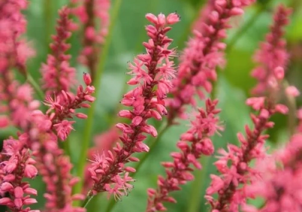 Persicaria amplexicaulis Speciosa