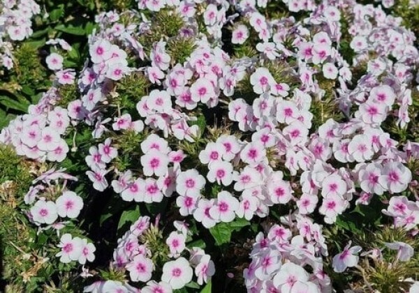 Phlox paniculata Bambini Bullseye
