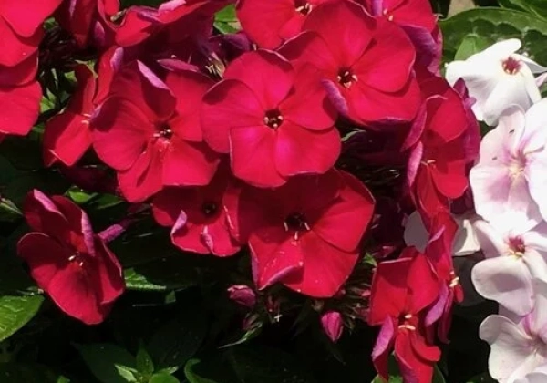 Phlox paniculata Bambini Cherry Crush
