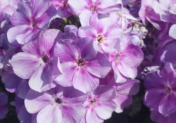 Phlox paniculata Bambini Lucky Lilac
