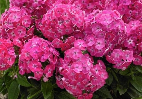 Phlox paniculata Bambini Sweet Tart