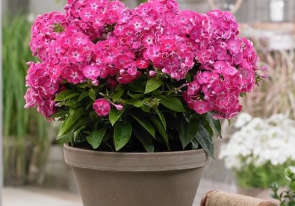 Phlox paniculata Bambini Sweet Tart