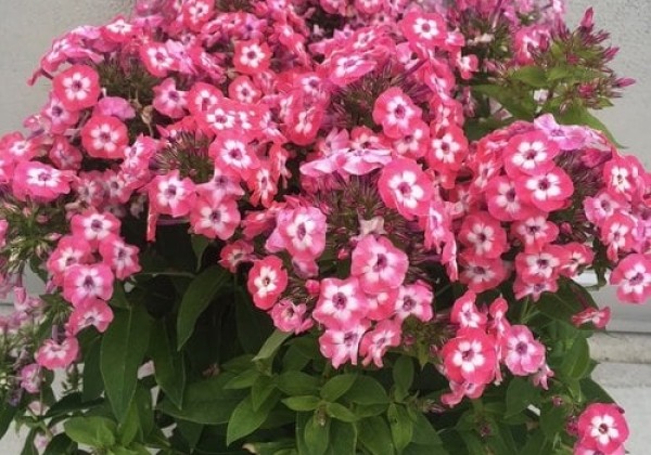 Phlox paniculata Famous Coral