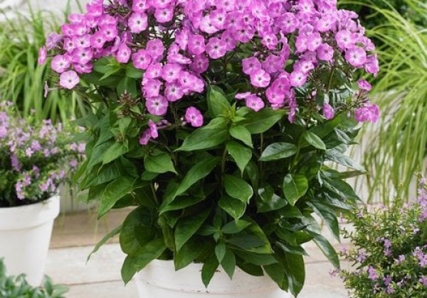 Phlox paniculata Famous Light Purple